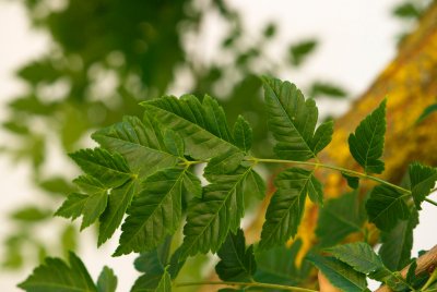 Koelreuteria paniculata - svitel latnatý - list